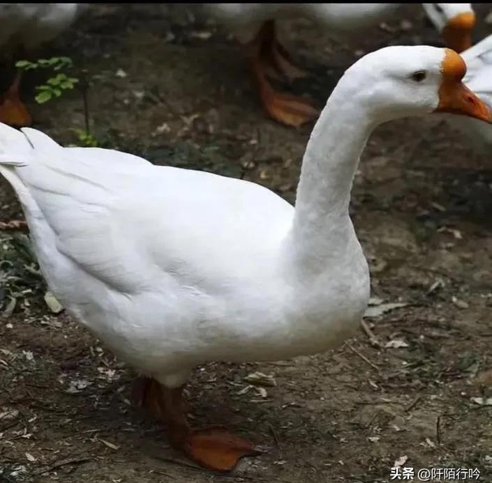 养鹅成本控制_鹅蛋行情_养鹅疾病预防
