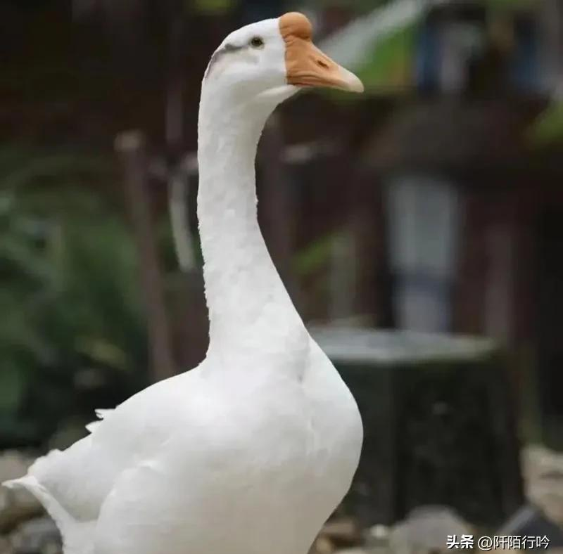 养鹅成本控制_鹅蛋行情_养鹅疾病预防