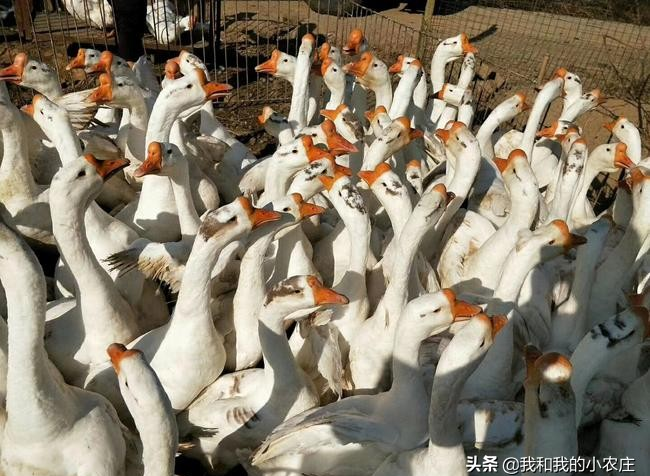 养殖市场行情波动_鹅蛋行情_非洲猪瘟对养殖业影响