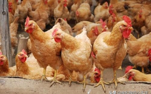 非洲猪瘟对养殖业影响_养殖市场行情波动_鹅蛋行情