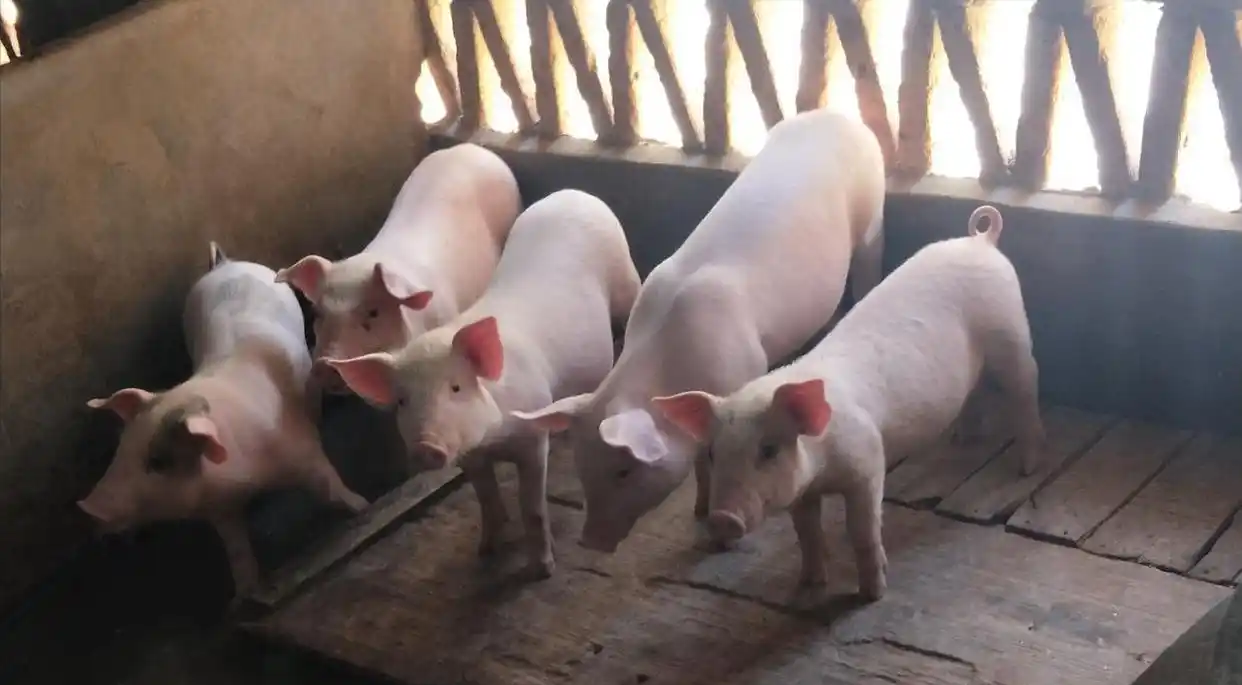 河南 生猪价格行情_生猪市场供需关系解读_2025年12月猪价走势分析