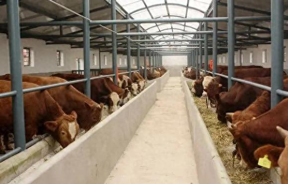 全国牛价区域分化_南方消费区牛价_肉牛的价格行情