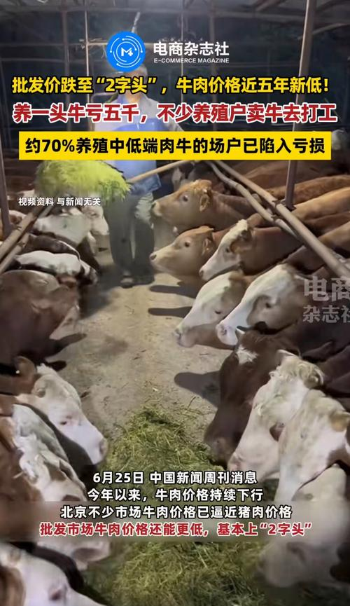 牛价下跌对牛肉市场的影响_肉牛的价格行情_肉牛价格下跌但牛肉价格不变原因
