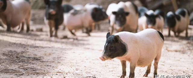 湖北生猪行情_猪价走势分析_大企业惜售策略