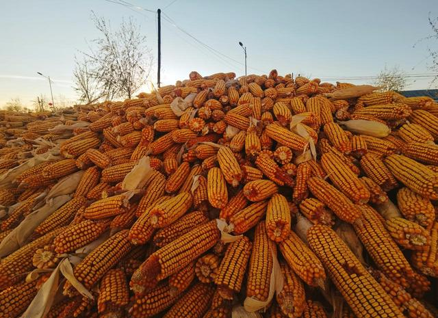 最新内蒙古玉米价格行情_深加工企业玉米采购策略_玉米市场行情分析