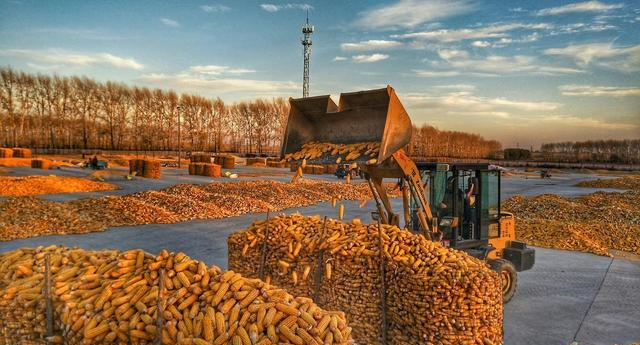 深加工企业玉米采购策略_最新内蒙古玉米价格行情_玉米市场行情分析