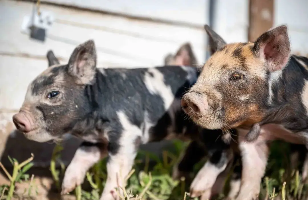全国生猪行情_玄田算法预测明日猪价_全国外三元生猪价格走势图及涨跌表